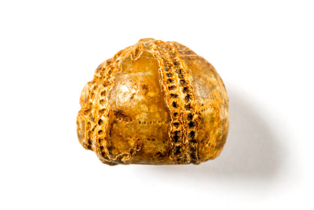 Sea urchin fossil isolated on white background