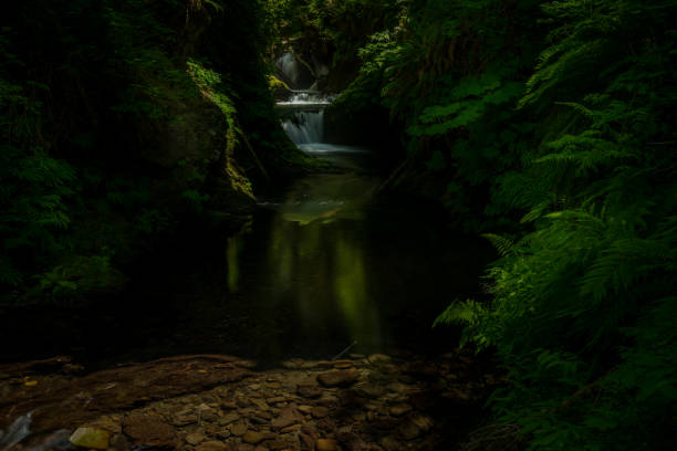 istock Shades of the Rainforest 1326207151