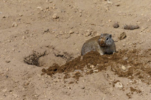 Belding's Ground Squirrel by hole after digging in the dirt. Has fresh dirt on it’s nose. South Central Oregon.