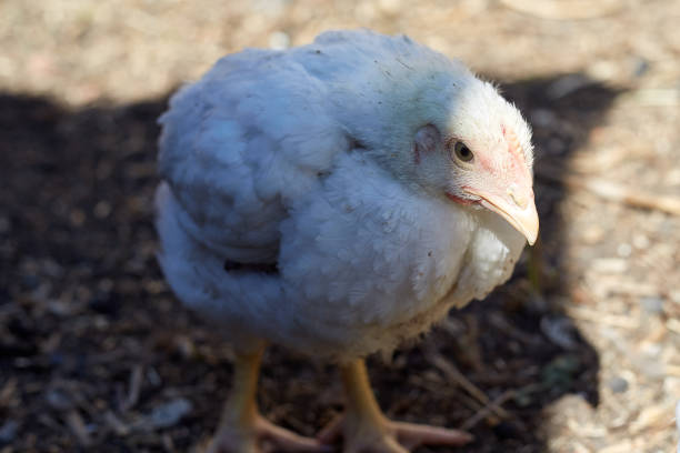 istock White chickens walk and graze in the open air, home yard with chickens 1326209598