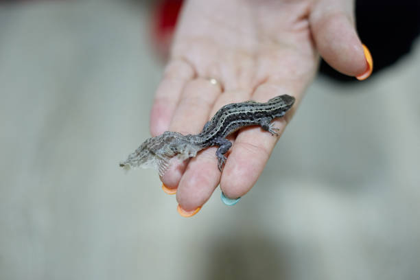 istock A small lizard sits on the hand it sheds sheds the skin 1326209603