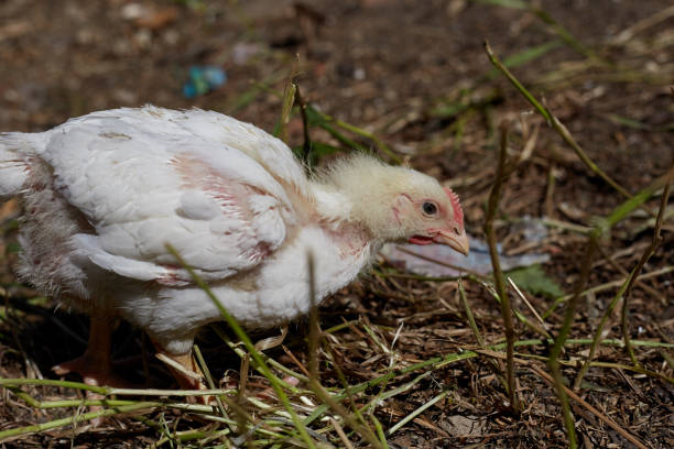 istock White chickens walk and graze in the open air, home yard with chickens 1326209607
