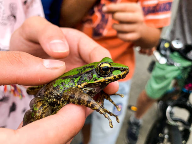 istock A frog caught by child's hand 1326210981