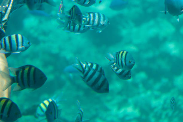 istock Underwater view of swimming fish and algae 1326211192