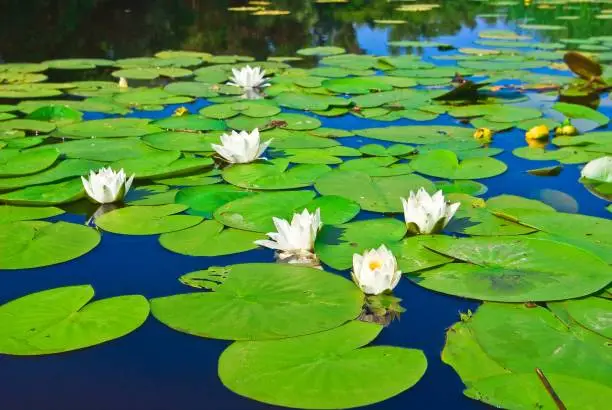 beautiful water lilies on a lake