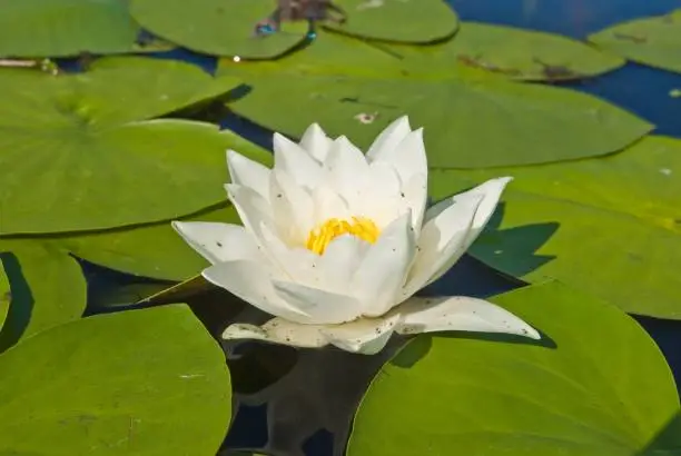 closeup water lily