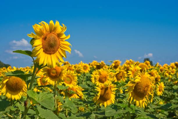 istock beautiful sunflower field 1326211323
