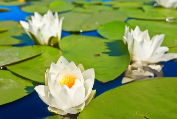 beautiful closeup lilies