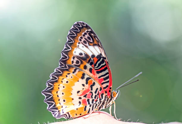 istock Bright natural beautiful butterfly with blurred background. 1326212428