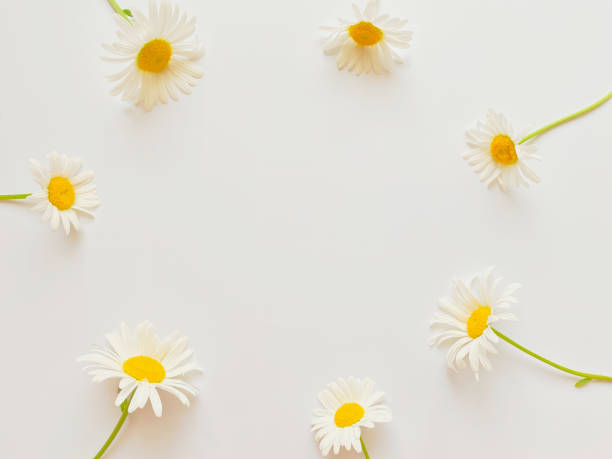 istock Flowers composition. Frame made of white chamomile flowers on white background. Wedding day, mothers day and womens day concept. Flat lay, top view. 1326215589