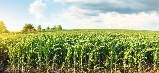 istock Corn plantation on the background of sunset and blue sky 1326215606