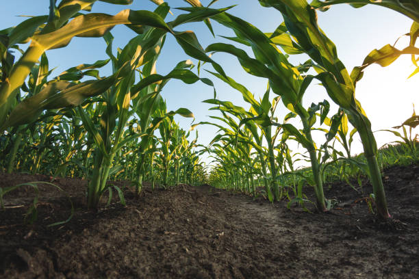 istock Corn plantation on the background of sunset and blue sky 1326215768