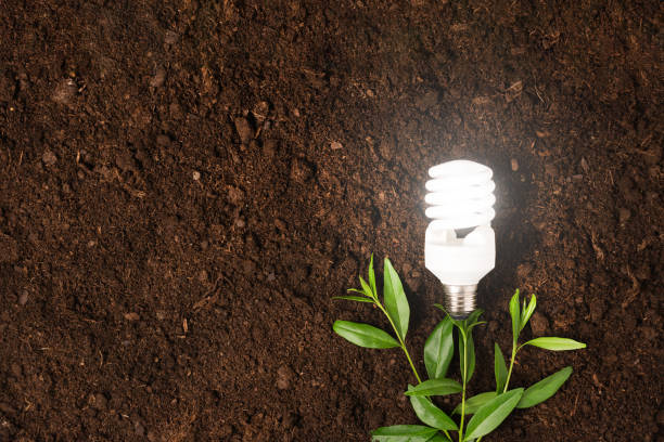 White light bulb with green plant as a concept of eco energy top view. White light bulb with green plant as a concept of eco energy top view. Creative idea of energy saving. energy efficient lightbulb stock pictures, royalty-free photos & images