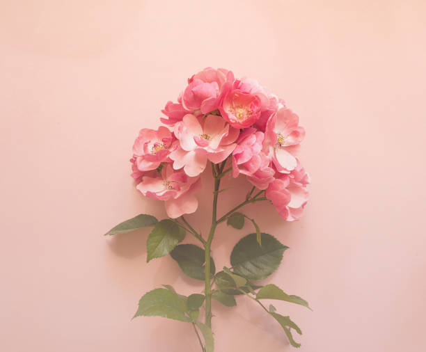 istock Flowers composition. Pink rose branch on soft pink background. Spring, summer concept. 1326216392