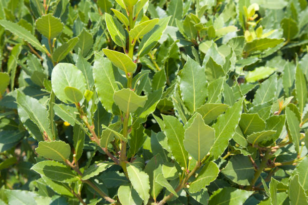 laurier frais vert vif, laurus nobilis, branche avec feuilles. gros plan sur la plante lauraceae - nobilis photos et images de collection