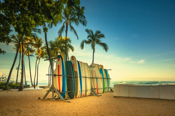 surfbretter zu vermieten in einem hawaiianischen strand - hawaii stock-fotos und bilder