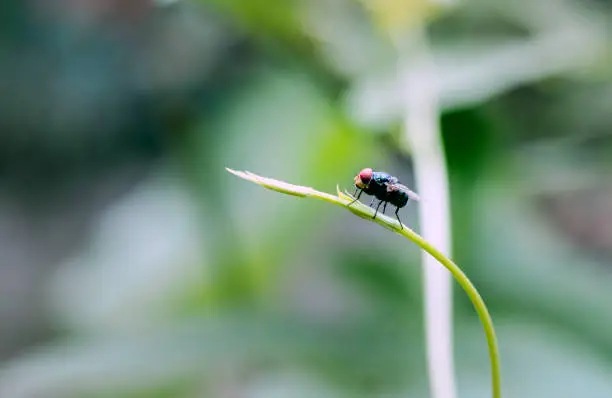 Photo of Beautiful black fly sitting on a green tree branch close up