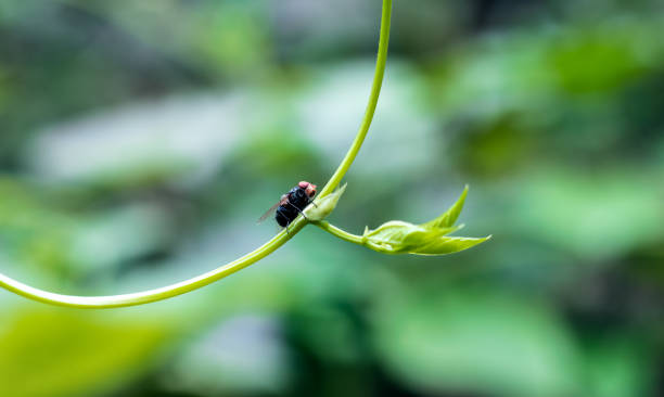 istock A beautiful black flies sitting on a long bean branch with soft bokeh background 1326217769