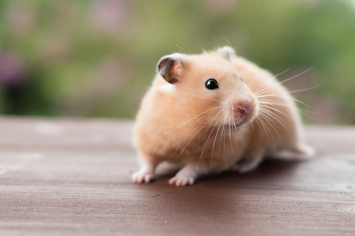 Cute young hamsters in the caring hands of the owner. Hamsters are tame domestic fluffy pets.