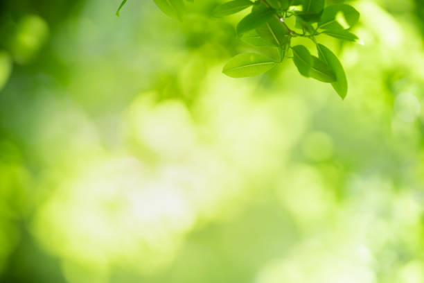 istock Beautiful nature view green leaf on blurred greenery background under sunlight with bokeh and copy space using as background natural plants landscape, ecology wallpaper concept. 1326218768