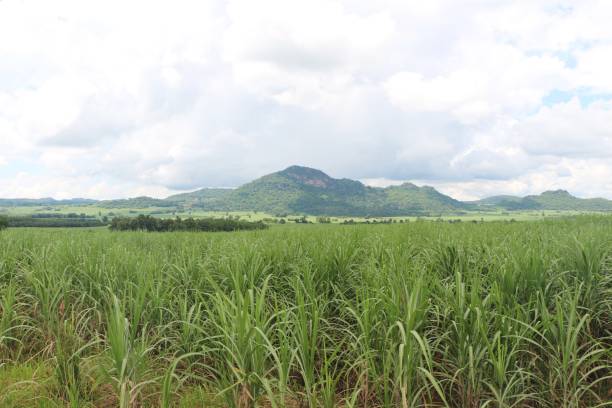 Sugarcane fields with mountains and blue sky as a backdrop. stock photo