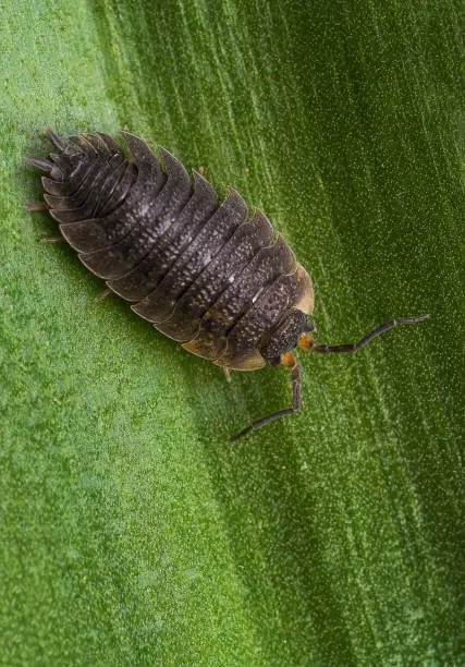 Pill Bug or Woodlouse normally found in rotting wood or vegetation first woodlice were marine isopods which are presumed to have colonized land in the Carboniferous time zone