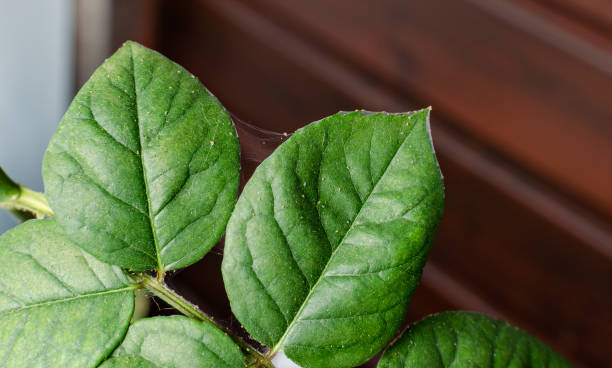 Spider mite colony, Tetranychus. .Initial stage of rose disease - leaves covered with microscopic web of spider mite colony, plant begin to dry up and die.