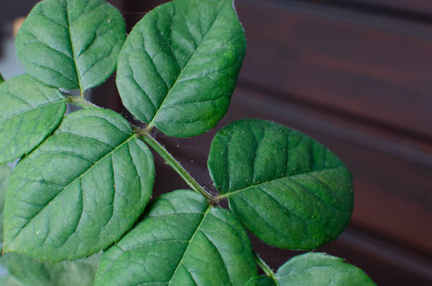 istock Spider mite colony, Tetranychus. .Initial stage of rose disease - leaves covered with microscopic web of spider mite colony, plant begin to dry up and die. 1326224432