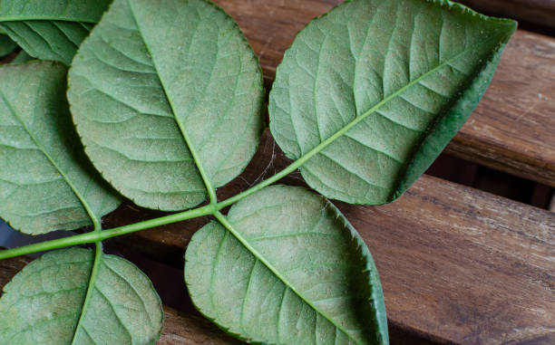 istock Spider mite colony, Tetranychus. .Initial stage of rose disease - leaves covered with microscopic web of spider mite colony, plant begin to dry up and die. 1326224457