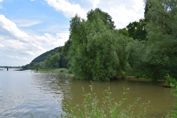 istock Rhine shore with trees hanging into the water 1326224599