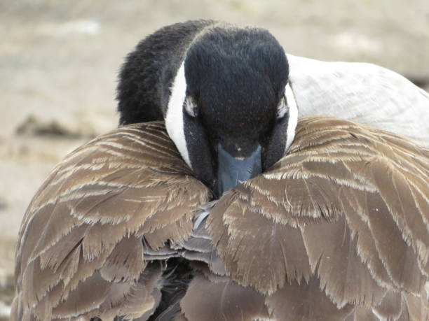 istock Canada Goose sleeps with its beak in it’s feathers 1326225591