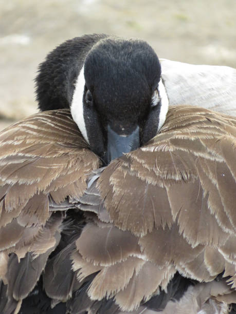 istock Canada Goose sleeps with its beak in it’s feathers 1326225623