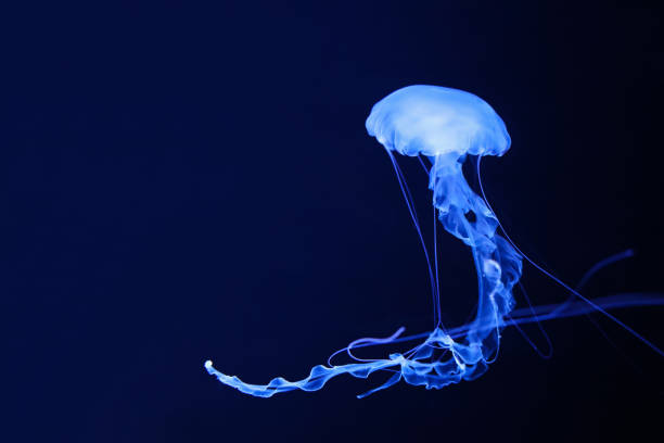 istock Bright blue jellyfish on a dark background. 1326227306