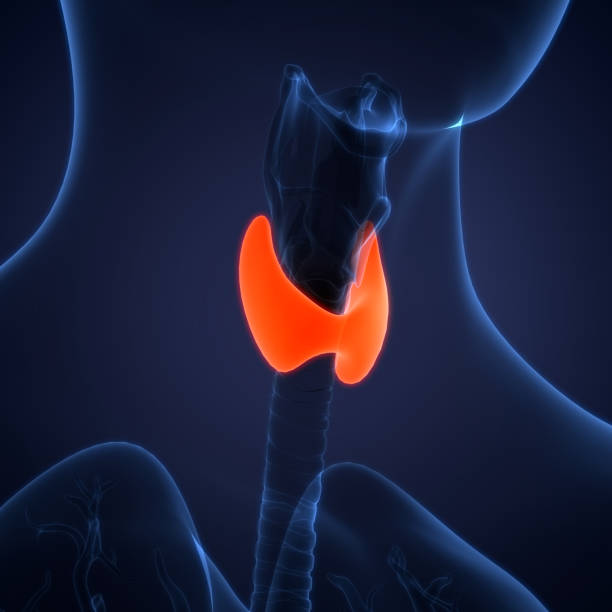 istock Human Body Glands Thyroid Gland Anatomy 1326228612