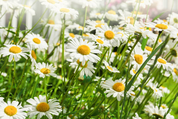 istock White daisies in a field outdoors in summer 1326229816