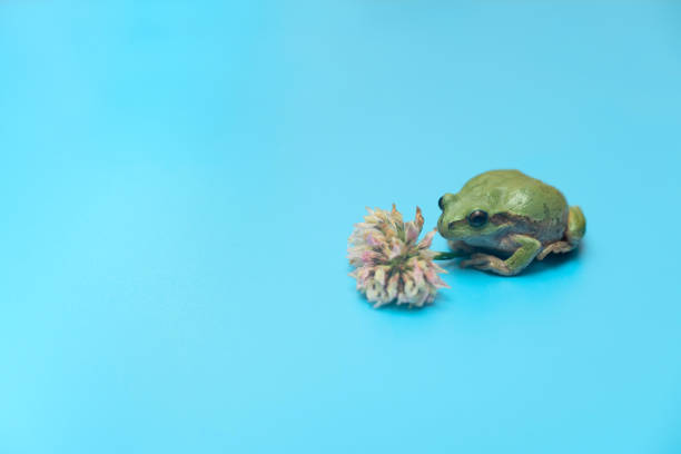 istock Small green frog with clover flower on blue background. Card with copy space 1326229951
