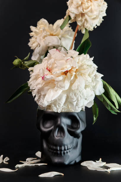 Surreal still life with skull and withering peonies on black background. Halloween or aging concept Surreal still life with skull and withering peonies on black background. Halloween or aging concept. wilted plant photos stock pictures, royalty-free photos & images