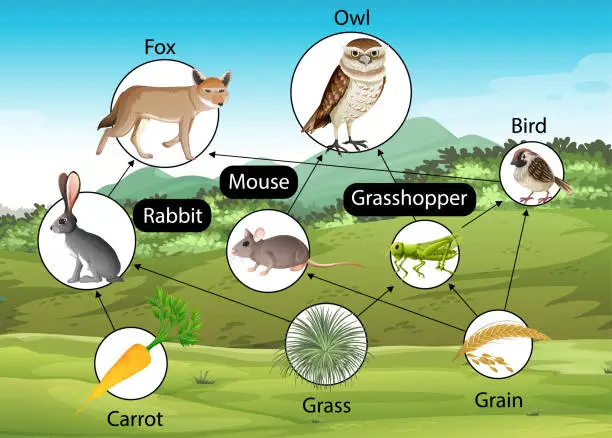 Vector illustration of Education poster of biology for food chains diagram