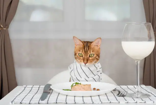 Photo of Domestic cat with bib at a served table with wet food and a glass of milk in the room