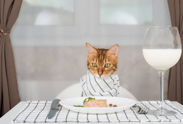 gato doméstico com babador em uma mesa servida com comida molhada e um copo de leite na sala - tuna food table dinner - fotografias e filmes do acervo