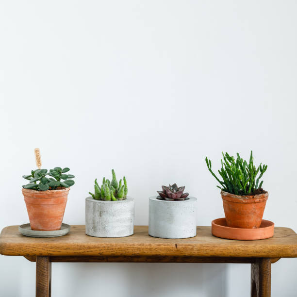 istock Home plant Succulent on wooden table on white wall background 1326232035