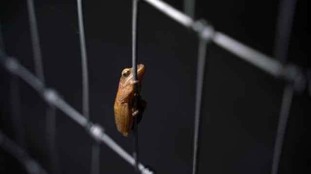 Brown tree frog Hanging wire fence