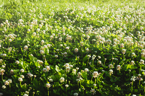 White clover flowers in summer meadow, lawn. Trifolium repens, Dutch clover.