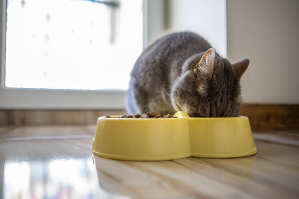 istock domestic grey cat eating 1326233269