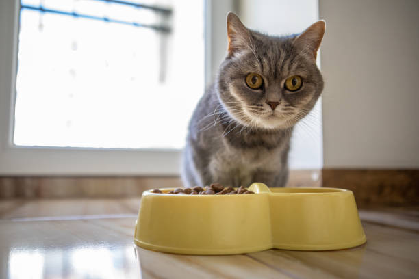 istock domestic grey cat eating 1326233290