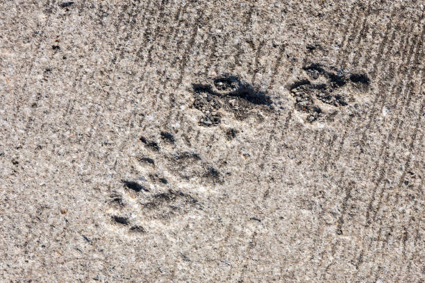 istock Paw prints in concrete 1326234688