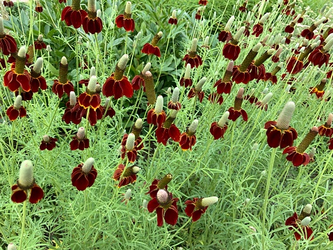 Mexican Hat wildflowers in bloom