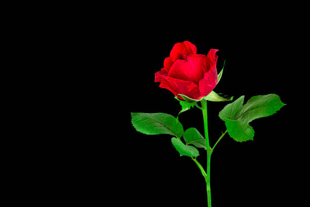 Beautiful red rose bud, tea rose Red intuition (DELstriro) isolated on black background. Side view, close-up