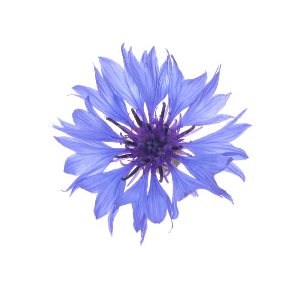 istock Beautiful light blue cornflower plant isolated on white 1326235677