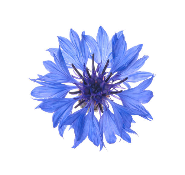istock Beautiful light blue cornflower plant isolated on white 1326235696